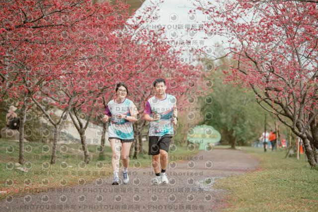 2026左岸竹東櫻花馬拉松Zhudong Sakura Marathon