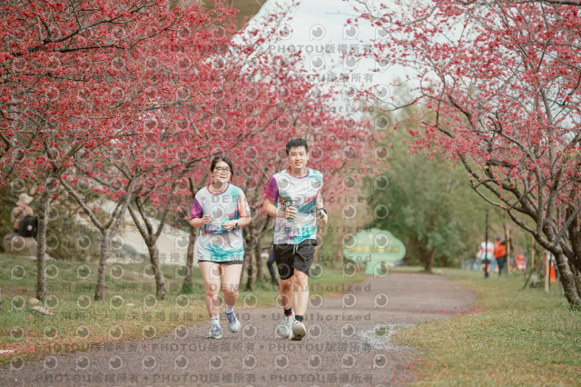 2026左岸竹東櫻花馬拉松Zhudong Sakura Marathon