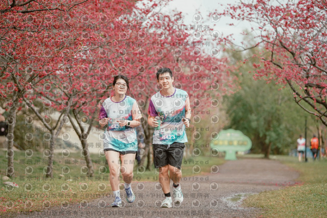 2026左岸竹東櫻花馬拉松Zhudong Sakura Marathon