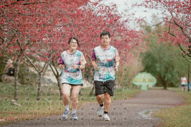 2026左岸竹東櫻花馬拉松Zhudong Sakura Marathon