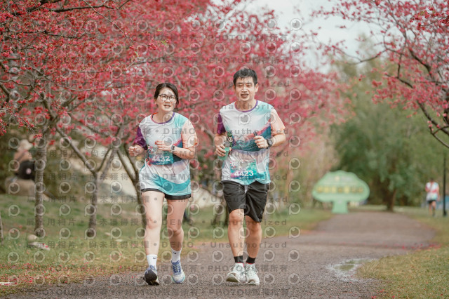2026左岸竹東櫻花馬拉松Zhudong Sakura Marathon