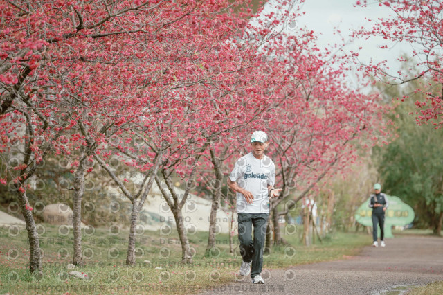 2026左岸竹東櫻花馬拉松Zhudong Sakura Marathon