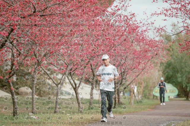 2026左岸竹東櫻花馬拉松Zhudong Sakura Marathon