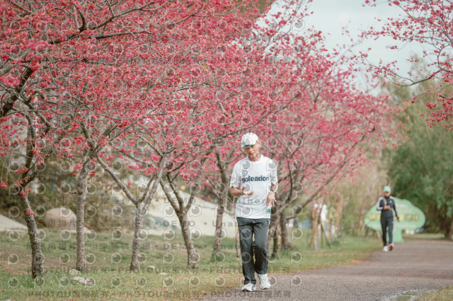 2026左岸竹東櫻花馬拉松Zhudong Sakura Marathon