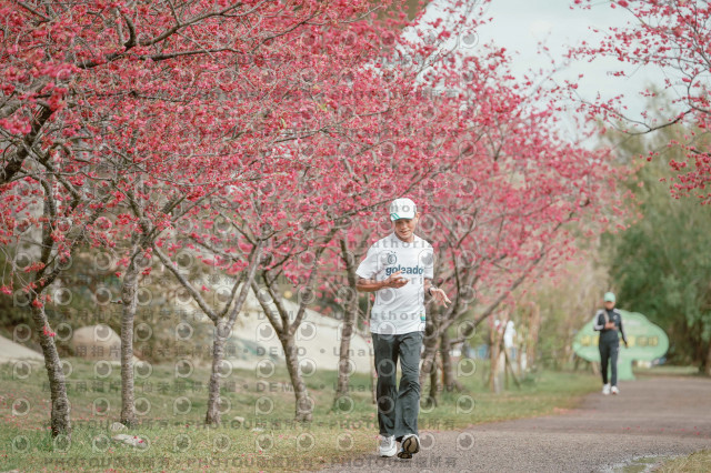 2026左岸竹東櫻花馬拉松Zhudong Sakura Marathon