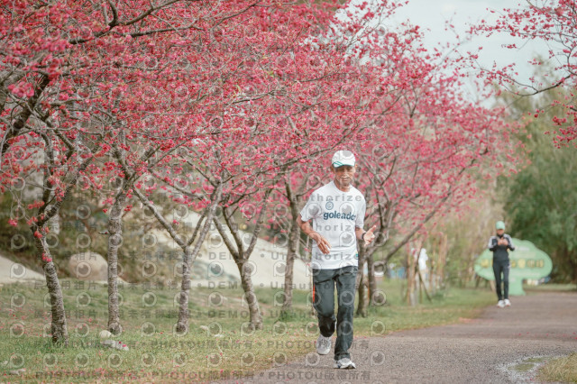 2026左岸竹東櫻花馬拉松Zhudong Sakura Marathon