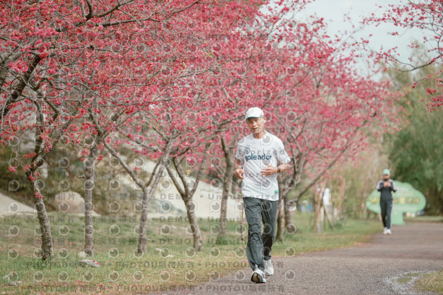 2026左岸竹東櫻花馬拉松Zhudong Sakura Marathon