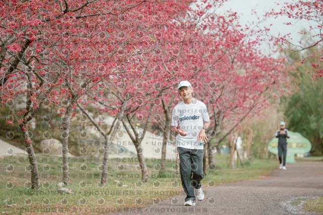 2026左岸竹東櫻花馬拉松Zhudong Sakura Marathon