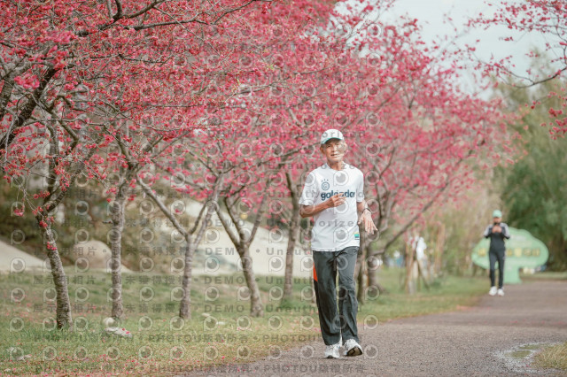 2026左岸竹東櫻花馬拉松Zhudong Sakura Marathon
