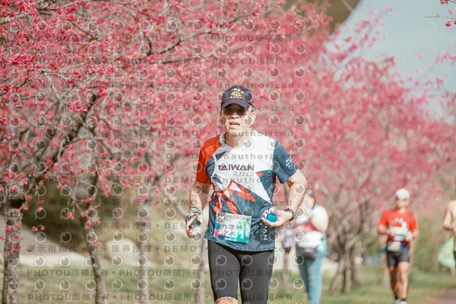 2026左岸竹東櫻花馬拉松Zhudong Sakura Marathon