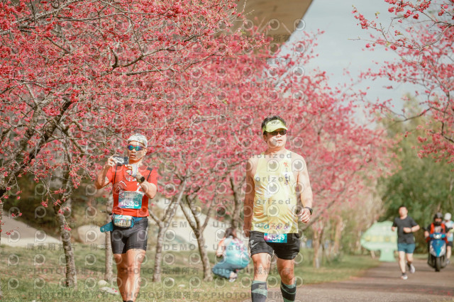 2026左岸竹東櫻花馬拉松Zhudong Sakura Marathon