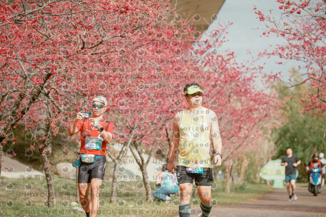 2026左岸竹東櫻花馬拉松Zhudong Sakura Marathon