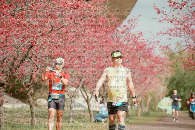 2026左岸竹東櫻花馬拉松Zhudong Sakura Marathon