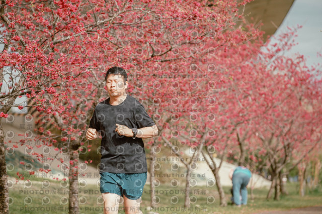 2026左岸竹東櫻花馬拉松Zhudong Sakura Marathon