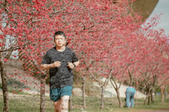 2026左岸竹東櫻花馬拉松Zhudong Sakura Marathon