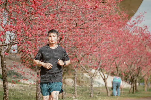 2026左岸竹東櫻花馬拉松Zhudong Sakura Marathon