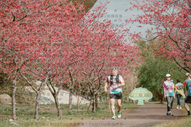 2026左岸竹東櫻花馬拉松Zhudong Sakura Marathon