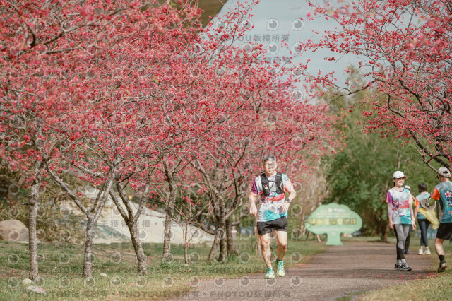 2026左岸竹東櫻花馬拉松Zhudong Sakura Marathon