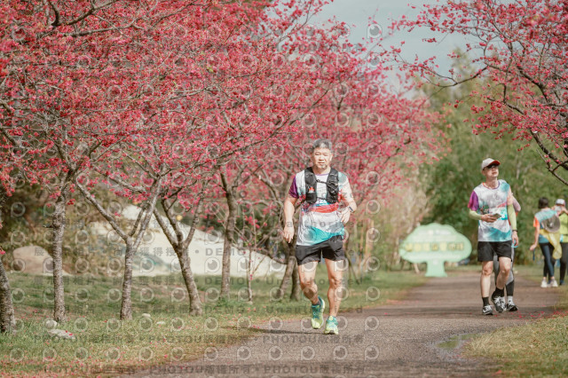 2026左岸竹東櫻花馬拉松Zhudong Sakura Marathon