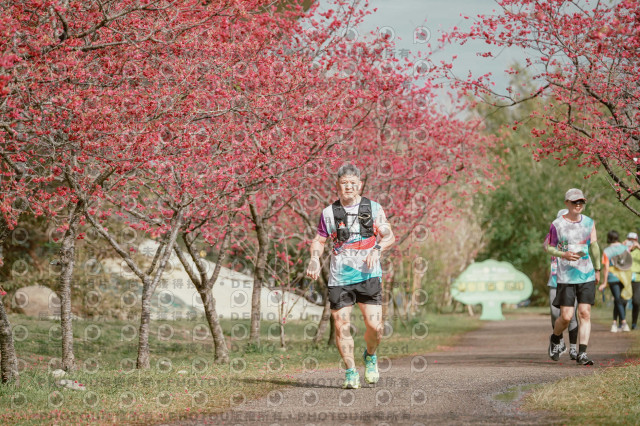 2026左岸竹東櫻花馬拉松Zhudong Sakura Marathon