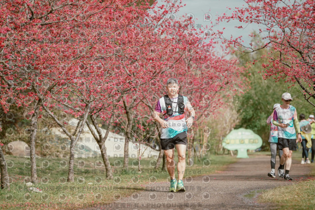 2026左岸竹東櫻花馬拉松Zhudong Sakura Marathon