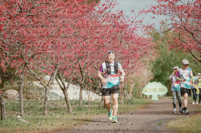 2026左岸竹東櫻花馬拉松Zhudong Sakura Marathon