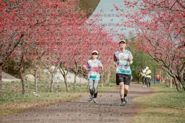 2026左岸竹東櫻花馬拉松Zhudong Sakura Marathon