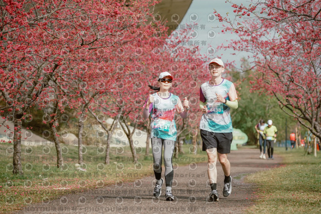 2026左岸竹東櫻花馬拉松Zhudong Sakura Marathon