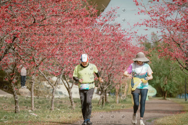 2026左岸竹東櫻花馬拉松Zhudong Sakura Marathon