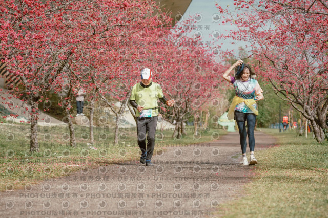 2026左岸竹東櫻花馬拉松Zhudong Sakura Marathon