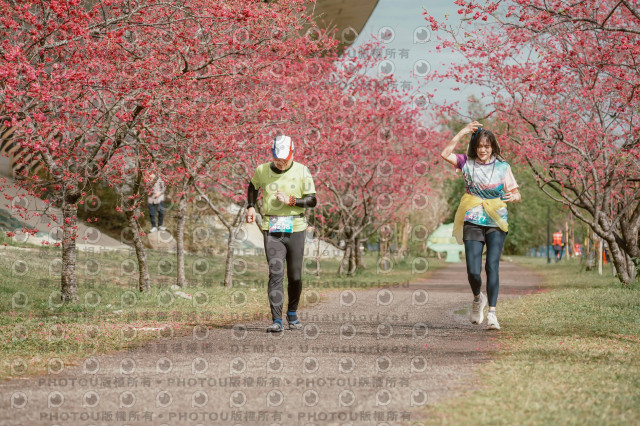 2026左岸竹東櫻花馬拉松Zhudong Sakura Marathon