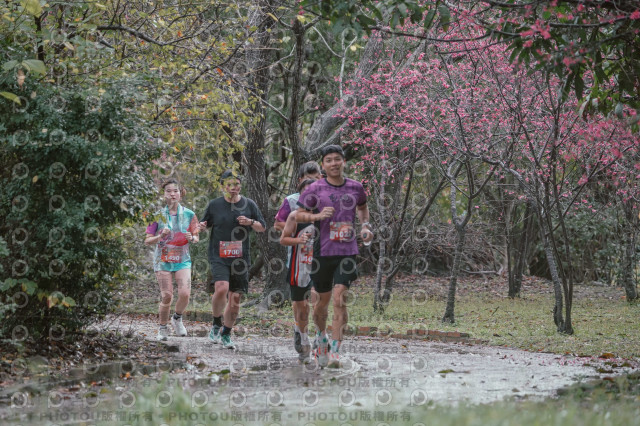 2026左岸竹東櫻花馬拉松Zhudong Sakura Marathon