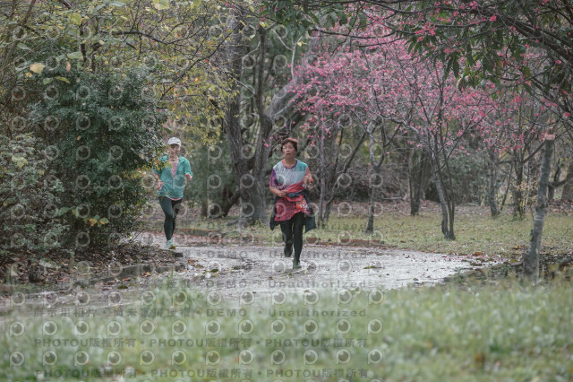 2026左岸竹東櫻花馬拉松Zhudong Sakura Marathon