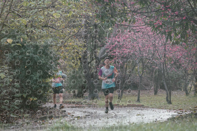 2026左岸竹東櫻花馬拉松Zhudong Sakura Marathon