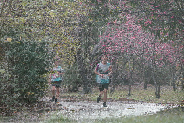 2026左岸竹東櫻花馬拉松Zhudong Sakura Marathon
