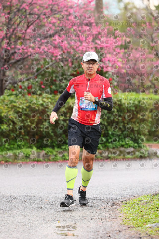 2026左岸竹東櫻花馬拉松Zhudong Sakura Marathon