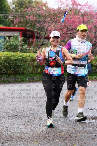 2026左岸竹東櫻花馬拉松Zhudong Sakura Marathon