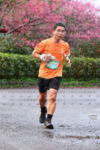 2026左岸竹東櫻花馬拉松Zhudong Sakura Marathon