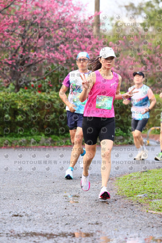 2026左岸竹東櫻花馬拉松Zhudong Sakura Marathon