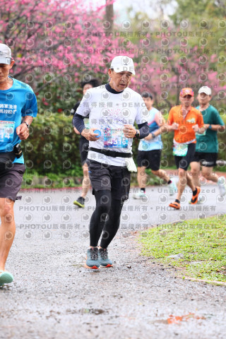 2026左岸竹東櫻花馬拉松Zhudong Sakura Marathon
