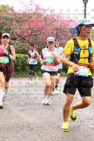 2026左岸竹東櫻花馬拉松Zhudong Sakura Marathon