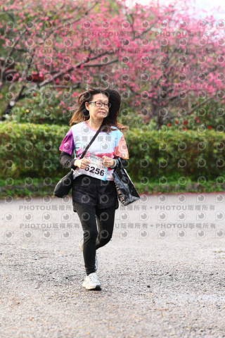 2026左岸竹東櫻花馬拉松Zhudong Sakura Marathon