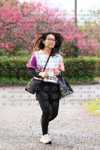 2026左岸竹東櫻花馬拉松Zhudong Sakura Marathon
