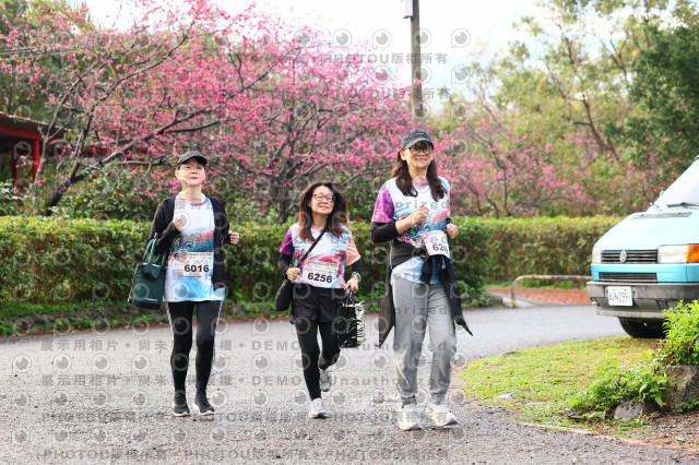 2026左岸竹東櫻花馬拉松Zhudong Sakura Marathon