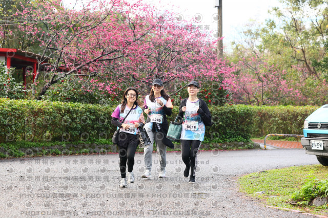 2026左岸竹東櫻花馬拉松Zhudong Sakura Marathon