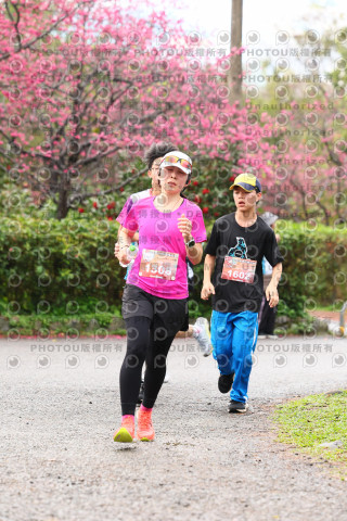 2026左岸竹東櫻花馬拉松Zhudong Sakura Marathon