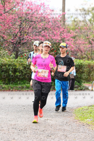 2026左岸竹東櫻花馬拉松Zhudong Sakura Marathon