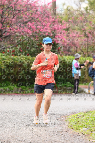 2026左岸竹東櫻花馬拉松Zhudong Sakura Marathon