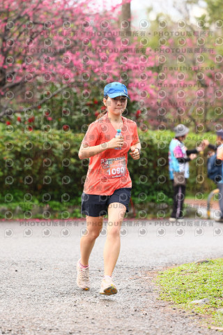 2026左岸竹東櫻花馬拉松Zhudong Sakura Marathon