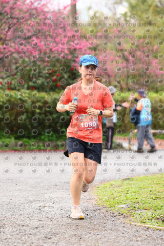 2026左岸竹東櫻花馬拉松Zhudong Sakura Marathon